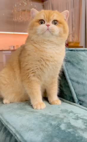 Adorable Kitten Playing with Toy