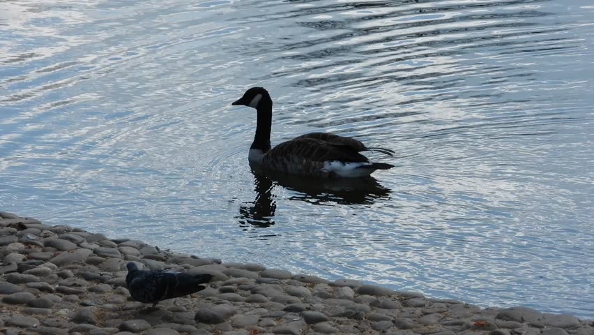 A Canadian goose gracefully swims near a rocky shore, while a pigeon strolls along the edge of the pond. Goose and Pigeon