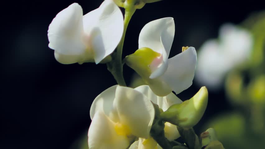 Close Up B-Roll Shot of White Flower of the Beans Plant 1080