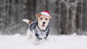 Dog in blue jacket and Santa hat in winter forest. Wirehaired Jack Russell Terrier on walk in snowfall. Christmas holiday concept - Powered by Shutterstock - Get 15% off with code: PIKWIZARD15