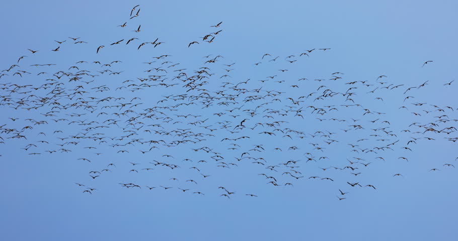 Flock of storks flying in sky over green fields. The bird migration is seasonal movement of birds.