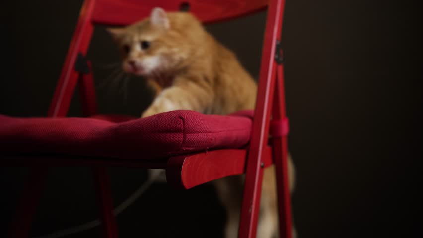 Ginger cat jumps onto a red chair, curiously looking around from beneath a table. The playful feline showcases its fluffy fur and adorable features in a cozy home setting