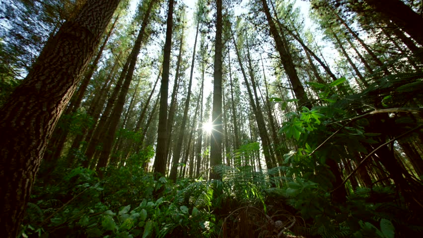 wide angle moving in New Zealand Pine forest - mature trees - steadily moving