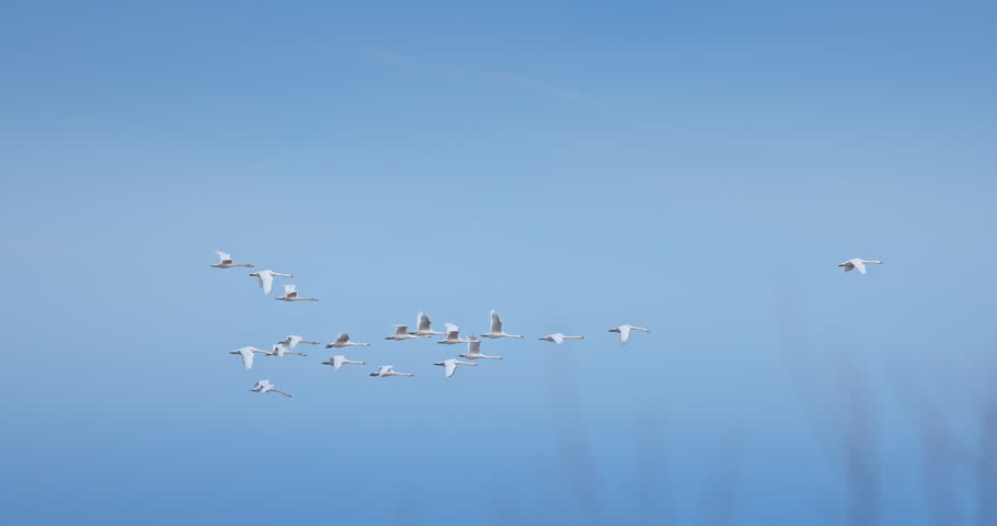Flock of swans flies in the morning fog in sky over lake
