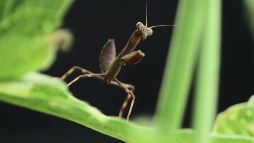 Shot of a Praying Mantis on a Leaf Steady and Immovable 1080