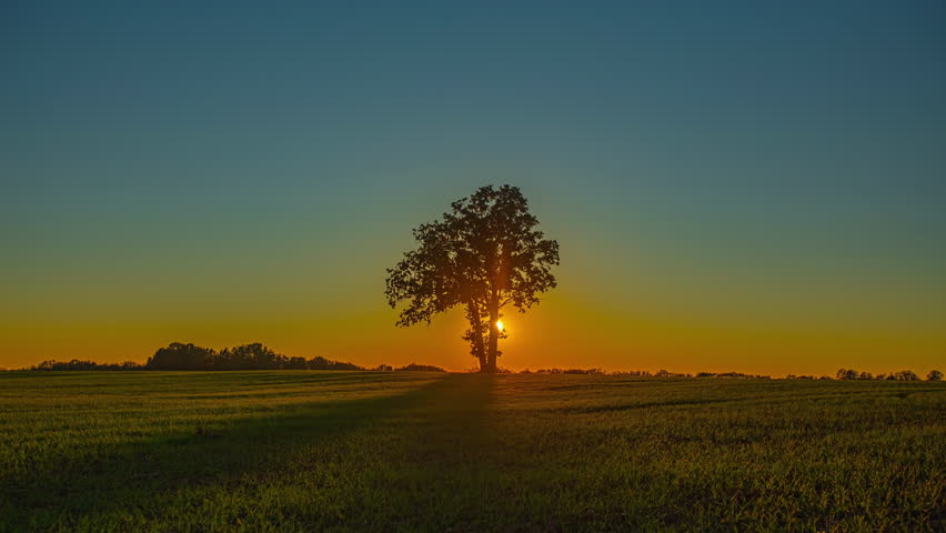 Tree Isolated Over Fields Against Colorful Sky During Sunset. Timelapse