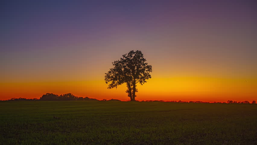 Tree Isolated Over Fields Against Colorful Sky During Sunset. Timelapse