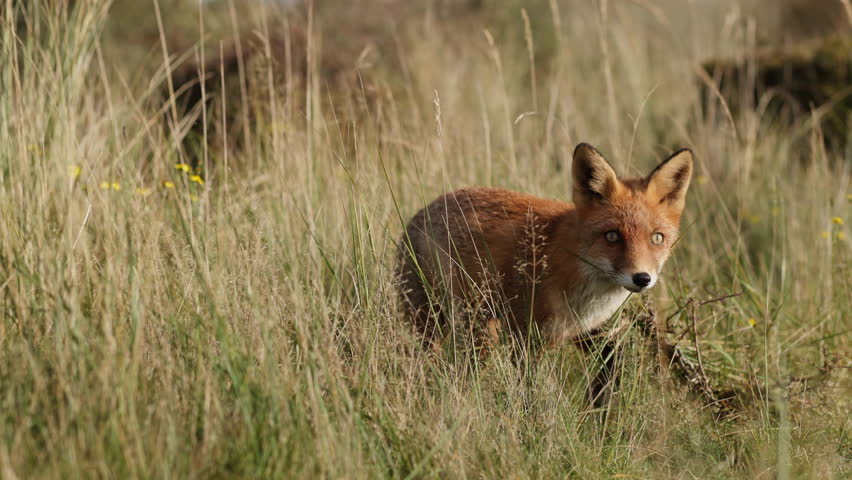 Dog-like sly red fox exploring looking for prey among grasses in meadow