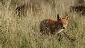 Dog-like sly red fox exploring looking for prey among grasses in meadow - Powered by Shutterstock - Get 15% off with code: PIKWIZARD15