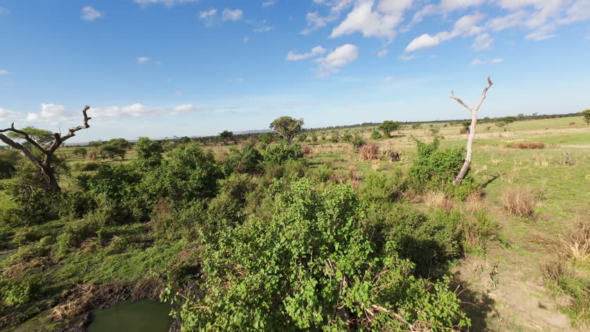 Dynamic fpv drone low above some savannah river passing close to trees at sunny day in Tanzania