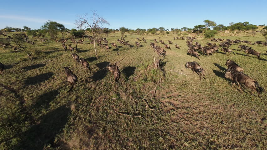 Dynamic fpv drone shot of running herd of Cape buffalo due rain season migration