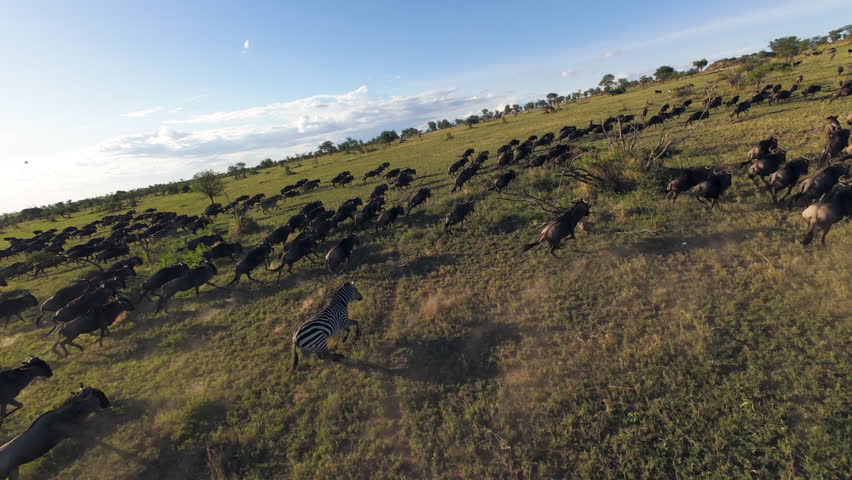 Dynamic fpv drone shot of running herd of Cape buffalo due rain season migration