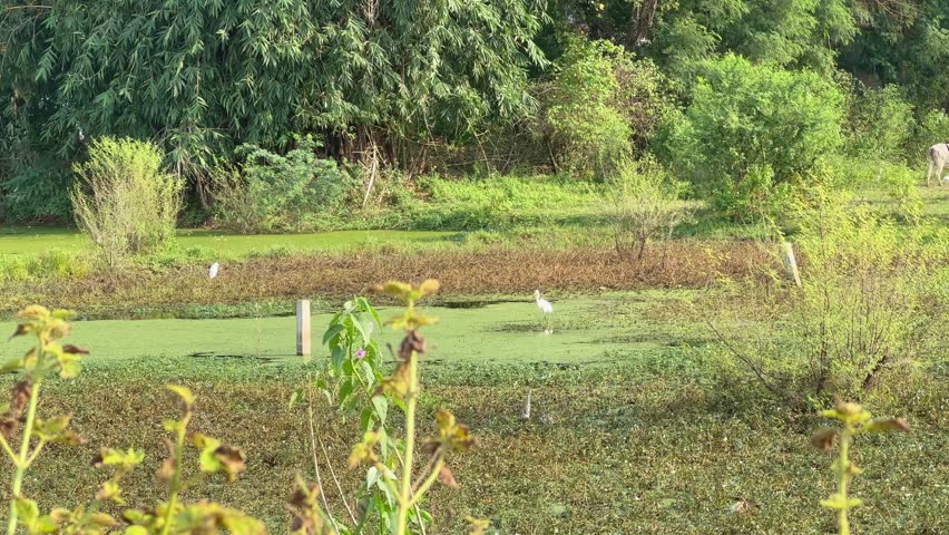 Great egret or white heron waiting and fishing at the naturally created swam water in india