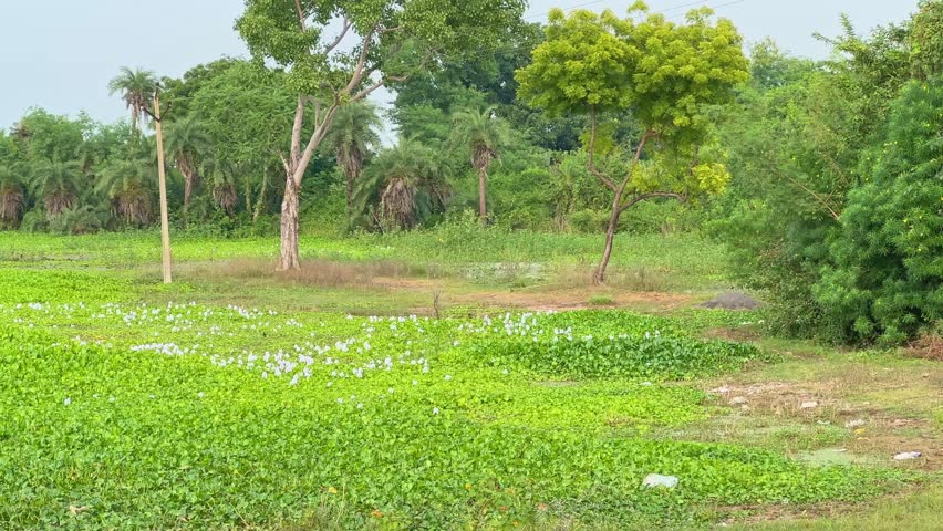 A pond filled with Common water hyacinth, it has attractive flowers, mostly lavender to pink in colour with six petals.