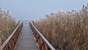 Wooden dock extending into a foggy lake, flanked by tall, dry reeds. Serene and atmospheric scene with the mist creating a sense of calm and mystery - Powered by Shutterstock - Get 15% off with code: PIKWIZARD15