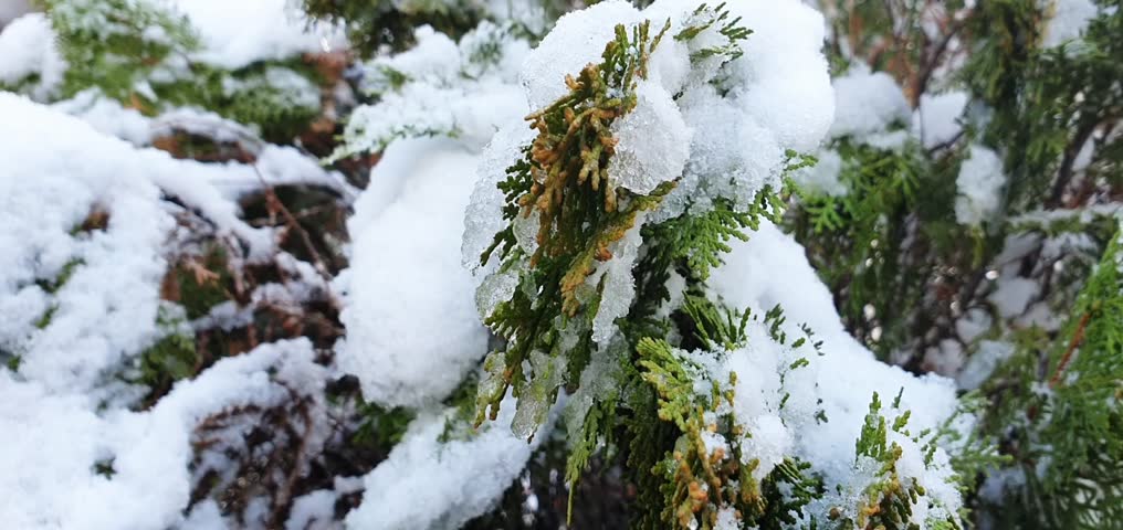 heavy snow winter garden freeze ice