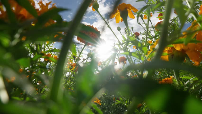 SLOW MOTION: STATIC WIDE ANGLE SHOT OF CEMPASUCHIL FLOWERS ON A FIELD WITH THE SUN BEHIND AT COPANDARO MICHOACAN