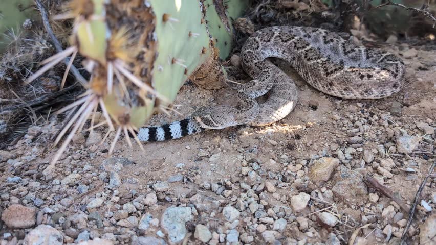 Handheld Western Diamondback Rattlesnake Snake Leaving Tail Rattle in Desert