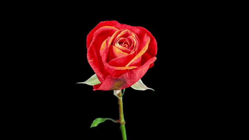 Red Rose Plant Blooming Flower in Time Lapse on a Black Background. Single One Flower Opens Orange Bud and Moving Petals in Timelapse