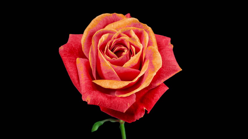 Red Rose Plant Blooming Flower in Time Lapse on a Black Background. Single One Flower Opens Orange Bud and Moving Petals in Timelapse