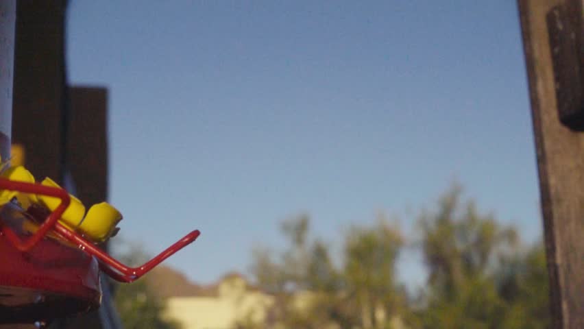 Hummingbird Flying Hovering Flapping Wings Flight Aerodynamics Super Slow Motion