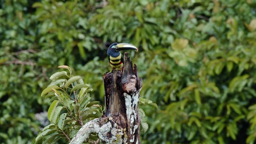A toucan rests on a dead tree trunk, striped feathers vibrant against the green rainforest backdrop as it gently sharpens its colorful beak.
