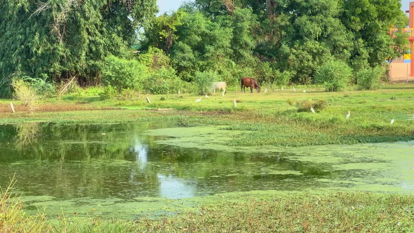 cows are grazing green grass, Great egret or white heron waiting and fishing at swamp