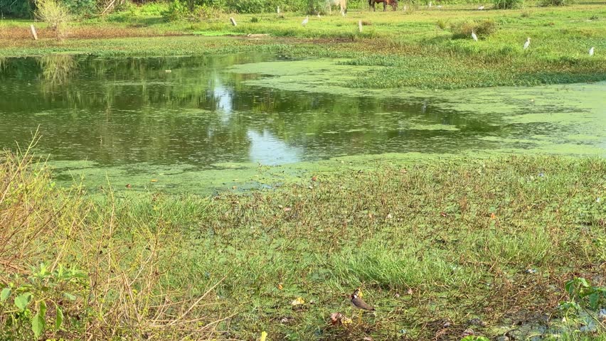 cows are grazing green grass, Great egret or white heron waiting and fishing at swamp