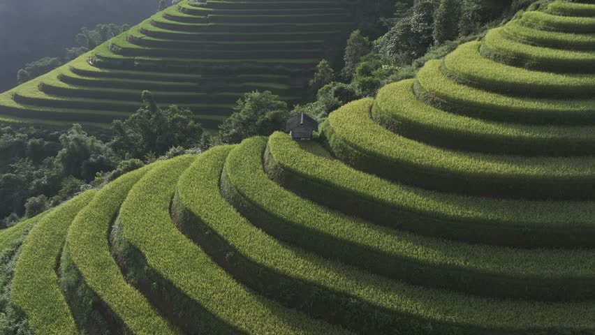 Aerial view of Mu Cang Chai rice field in harvest season, Vietnam. Nature background.