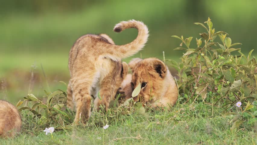 Lion Cubs Playing in Tanzania in Africa in Serengeti National Park, Cute Playful Young Baby Funny Animals, Lion Cub in Serengeti, Low Angle Shot on African Wildlife Safari in Green Grass Scenery