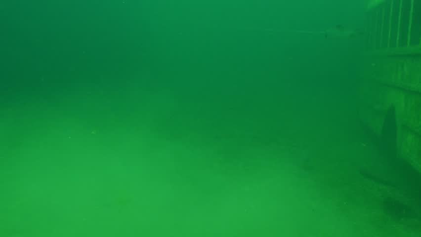 Two Rainbow Trout Oncorhynchus mykiss Swimming next to a School Bus