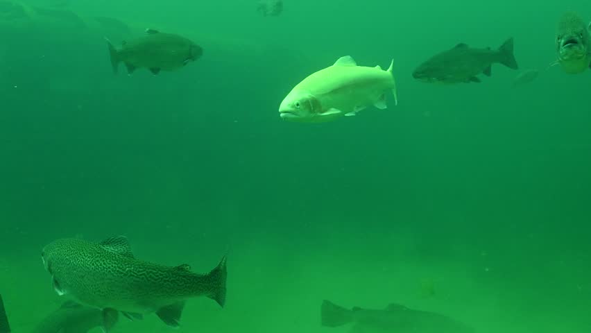 Multiple Rainbow Trout Oncorhynchus mykiss Swimming