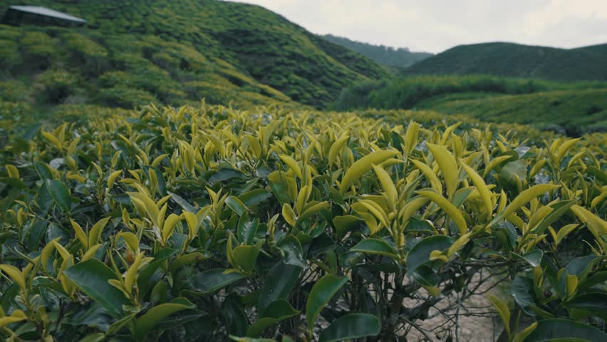 Low angle view of tea leaves at Cameron highlands in Malaysia. Green foliage.