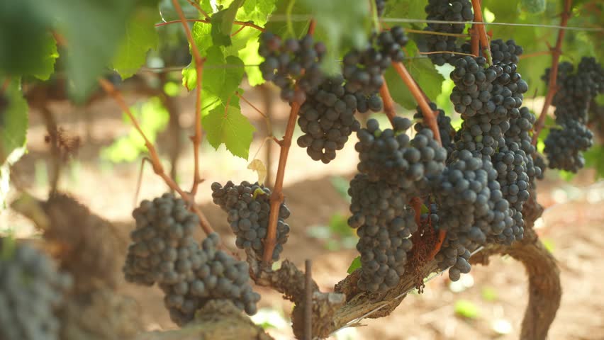 Grapes for wine production wineyard