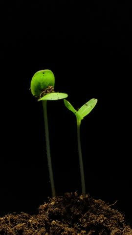 Growing seeds rising from soil vertical time lapse video.