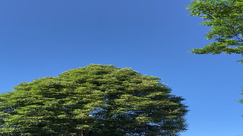 Acacia trees with blue sky as the background