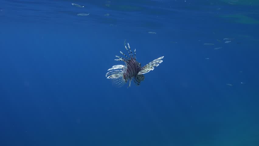 Common Lionfish or Red Lionfish (Pterois volitans) hunts small fish in blue water in sunbeams, back view, slow motion