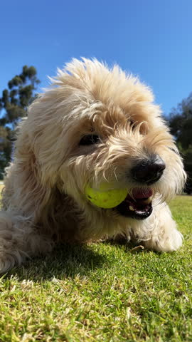 Vertica lshot of a happy fluffy dog plays with a bright yellow tennis ball in a sunny park
