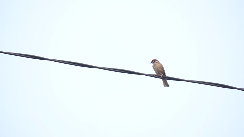 house sparrow pearch on the housing area