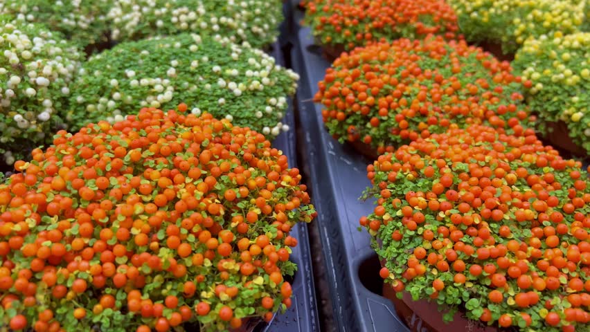 Nertera granadensis, coral bead plant and pin-cushion plant coral moss, English baby tears as a concept of eco plants for home. Eco friendly life with indoor plants. Orange, white berries green moss