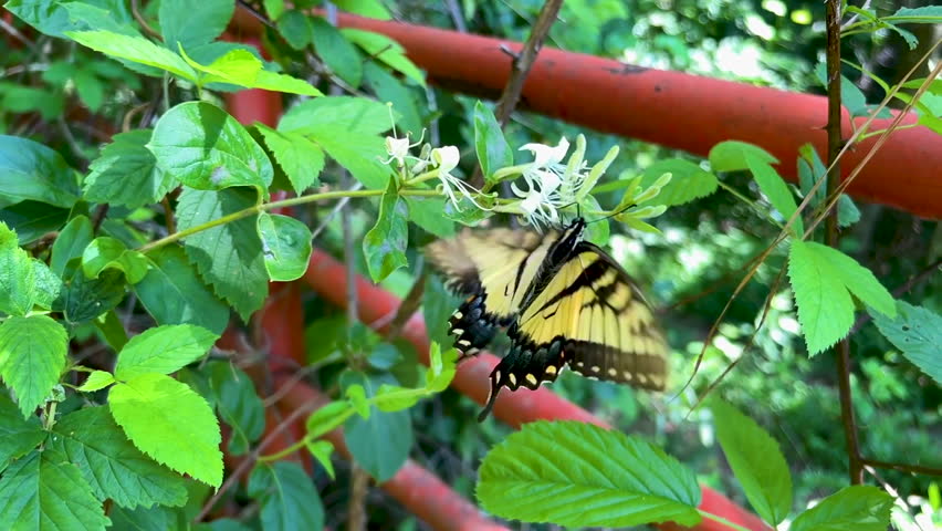 Eastern Tiger Swallowtail Papilio glaucus Butterfly during late Spring early Summer time of year out in Tennessee enjoying a flower and having a good time.