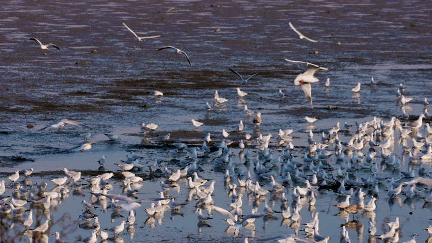 group of seagulls above a lake on a sunny autumn day