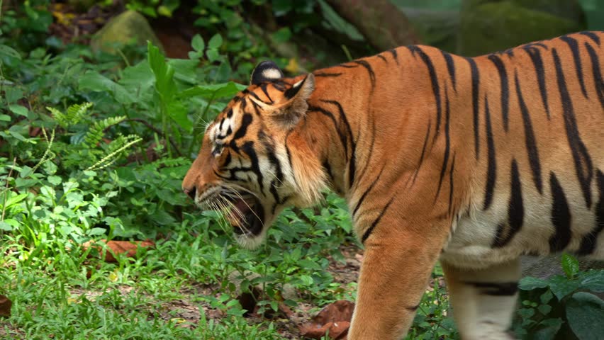 Close up shot of a critically endangered apex predator, a yawning Malayan tiger (Panthera tigris tigris) with beautiful orange fur and black stripes, walking around and wondering the surroundings.