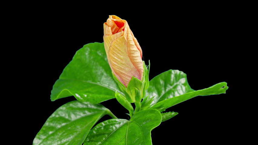 Hibiscus Flower Blooms. Bud Opens into a large Red Yellow Flower. Time Lapse of a Blooming Hibiscus Plant. Detailed Macro Timelapse of a Blossoming flower. Hibiscus Close Up