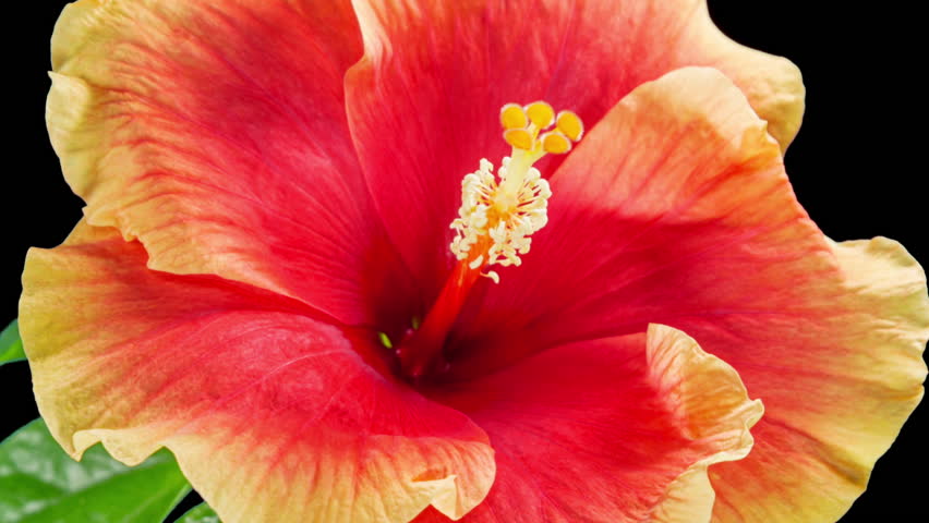 Hibiscus Flower Blooms. Bud Opens into a large Red Yellow Flower. Time Lapse of a Blooming Hibiscus Plant. Detailed Macro Timelapse of a Blossoming flower. Hibiscus Close Up