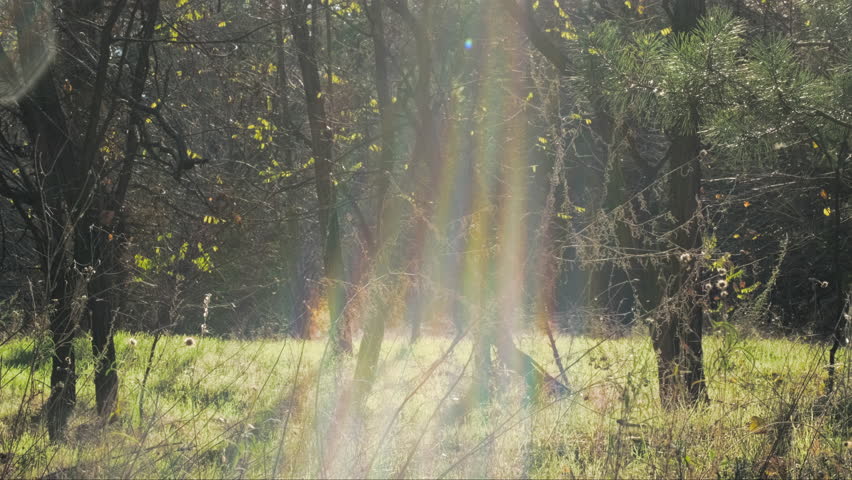 The breathtaking sunlight gently filters through the trees, casting ethereal and mesmerizing rays in a serene and tranquil forest setting, inviting both calmness and a sense of exploration