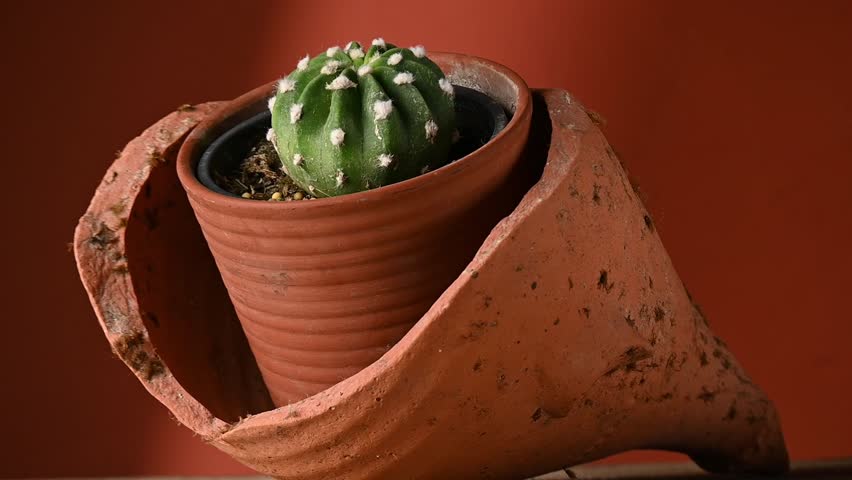 Close up of a green cactus planted in a ceramic pot. Concept of botany, home interior, succulents and cactaceae growth
