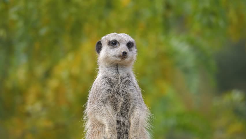 A funny cute little animal, a meerkat, stands on its hind legs and looks around. Very kind. With depth of field and close-up. Beautiful nature, it is colorful.