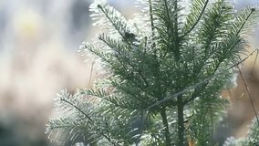 A detailed close-up of frosted evergreen branches glistening in soft sunlight, with a blurred natural background in winter - Powered by Shutterstock - Get 15% off with code: PIKWIZARD15