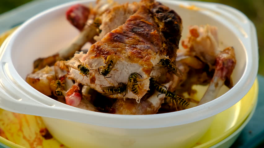 wasps on a piece of meat. Elective focus.